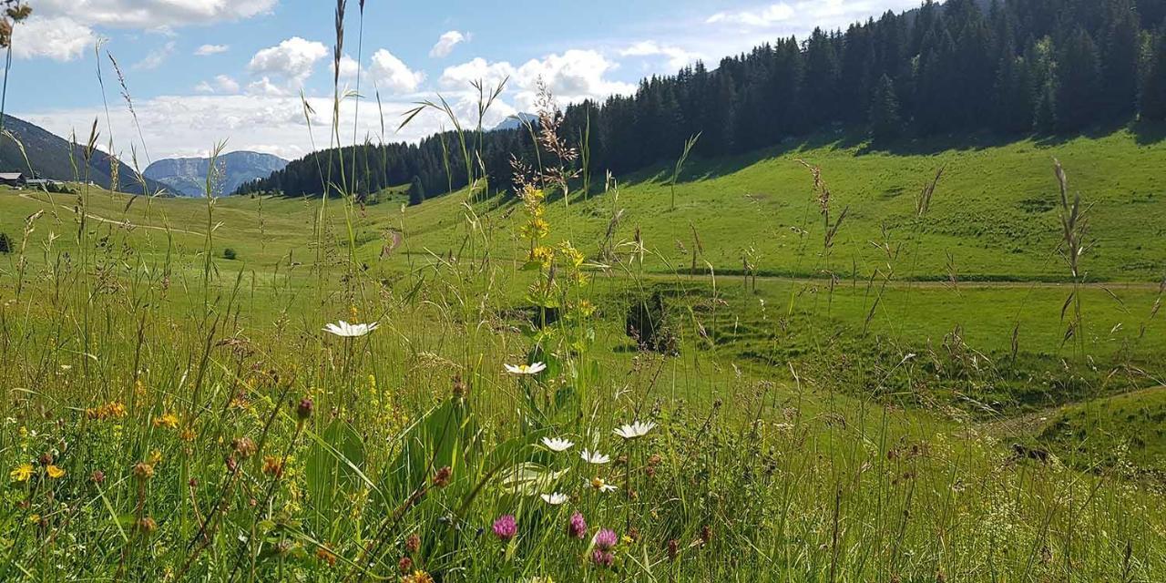Gite Les Lanfiannes Thorens-Glières Esterno foto